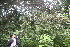  ( - BioBot06735)  @11 [ ] CreativeCommons - Attribution Non-Commercial Share-Alike (2010) Daniel H. Janzen Guanacaste Dry Forest Conservation Fund