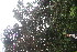  ( - BioBot06735)  @11 [ ] CreativeCommons - Attribution Non-Commercial Share-Alike (2010) Daniel H. Janzen Guanacaste Dry Forest Conservation Fund