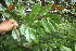  ( - BioBot06735)  @11 [ ] CreativeCommons - Attribution Non-Commercial Share-Alike (2010) Daniel H. Janzen Guanacaste Dry Forest Conservation Fund
