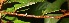  ( - BioBot06735)  @11 [ ] CreativeCommons - Attribution Non-Commercial Share-Alike (2010) Daniel H. Janzen Guanacaste Dry Forest Conservation Fund