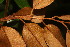  ( - BioBot06735)  @11 [ ] CreativeCommons - Attribution Non-Commercial Share-Alike (2010) Daniel H. Janzen Guanacaste Dry Forest Conservation Fund