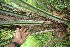 ( - BioBot06755)  @11 [ ] CreativeCommons - Attribution Non-Commercial Share-Alike (2010) Daniel H. Janzen Guanacaste Dry Forest Conservation Fund
