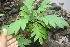  ( - BioBot06759)  @11 [ ] CreativeCommons - Attribution Non-Commercial Share-Alike (2010) Daniel H. Janzen Guanacaste Dry Forest Conservation Fund