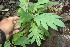  ( - BioBot06759)  @11 [ ] CreativeCommons - Attribution Non-Commercial Share-Alike (2010) Daniel H. Janzen Guanacaste Dry Forest Conservation Fund