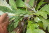  ( - BioBot06759)  @11 [ ] CreativeCommons - Attribution Non-Commercial Share-Alike (2010) Daniel H. Janzen Guanacaste Dry Forest Conservation Fund
