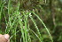  ( - BioBot06764)  @11 [ ] CreativeCommons - Attribution Non-Commercial Share-Alike (2010) Daniel H. Janzen Guanacaste Dry Forest Conservation Fund