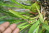  ( - BioBot06766)  @11 [ ] CreativeCommons - Attribution Non-Commercial Share-Alike (2010) Daniel H. Janzen Guanacaste Dry Forest Conservation Fund