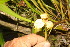  ( - BioBot06766)  @11 [ ] CreativeCommons - Attribution Non-Commercial Share-Alike (2010) Daniel H. Janzen Guanacaste Dry Forest Conservation Fund