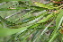  ( - BioBot06766)  @11 [ ] CreativeCommons - Attribution Non-Commercial Share-Alike (2010) Daniel H. Janzen Guanacaste Dry Forest Conservation Fund