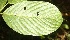  ( - BioBot06772)  @11 [ ] CreativeCommons - Attribution Non-Commercial Share-Alike (2010) Daniel H. Janzen Guanacaste Dry Forest Conservation Fund