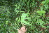  ( - BioBot06778)  @11 [ ] CreativeCommons - Attribution Non-Commercial Share-Alike (2010) Daniel H. Janzen Guanacaste Dry Forest Conservation Fund