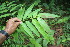  ( - BioBot06778)  @11 [ ] CreativeCommons - Attribution Non-Commercial Share-Alike (2010) Daniel H. Janzen Guanacaste Dry Forest Conservation Fund