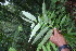  ( - BioBot06778)  @11 [ ] CreativeCommons - Attribution Non-Commercial Share-Alike (2010) Daniel H. Janzen Guanacaste Dry Forest Conservation Fund