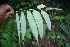  ( - BioBot06778)  @11 [ ] CreativeCommons - Attribution Non-Commercial Share-Alike (2010) Daniel H. Janzen Guanacaste Dry Forest Conservation Fund