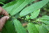  ( - BioBot06778)  @11 [ ] CreativeCommons - Attribution Non-Commercial Share-Alike (2010) Daniel H. Janzen Guanacaste Dry Forest Conservation Fund