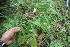  ( - BioBot06779)  @11 [ ] CreativeCommons - Attribution Non-Commercial Share-Alike (2010) Daniel H. Janzen Guanacaste Dry Forest Conservation Fund