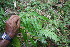  ( - BioBot06779)  @11 [ ] CreativeCommons - Attribution Non-Commercial Share-Alike (2010) Daniel H. Janzen Guanacaste Dry Forest Conservation Fund