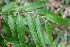  ( - BioBot06779)  @11 [ ] CreativeCommons - Attribution Non-Commercial Share-Alike (2010) Daniel H. Janzen Guanacaste Dry Forest Conservation Fund