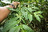  ( - BioBot06782)  @11 [ ] CreativeCommons - Attribution Non-Commercial Share-Alike (2010) Daniel H. Janzen Guanacaste Dry Forest Conservation Fund