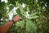  (Chrysochlamys psychotriifolia - BioBot06783)  @11 [ ] CreativeCommons - Attribution Non-Commercial Share-Alike (2010) Daniel H. Janzen Guanacaste Dry Forest Conservation Fund