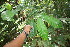  (Maquira - BioBot06784)  @11 [ ] CreativeCommons - Attribution Non-Commercial Share-Alike (2010) Daniel H. Janzen Guanacaste Dry Forest Conservation Fund