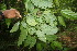  ( - BioBot06786)  @11 [ ] CreativeCommons - Attribution Non-Commercial Share-Alike (2010) Daniel H. Janzen Guanacaste Dry Forest Conservation Fund
