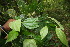 ( - BioBot06786)  @11 [ ] CreativeCommons - Attribution Non-Commercial Share-Alike (2010) Daniel H. Janzen Guanacaste Dry Forest Conservation Fund