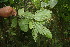  ( - BioBot06786)  @11 [ ] CreativeCommons - Attribution Non-Commercial Share-Alike (2010) Daniel H. Janzen Guanacaste Dry Forest Conservation Fund