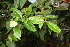  (Cordia croatii - BioBot06787)  @11 [ ] CreativeCommons - Attribution Non-Commercial Share-Alike (2010) Daniel H. Janzen Guanacaste Dry Forest Conservation Fund