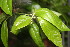  ( - BioBot06787)  @11 [ ] CreativeCommons - Attribution Non-Commercial Share-Alike (2010) Daniel H. Janzen Guanacaste Dry Forest Conservation Fund