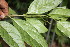  ( - BioBot06787)  @11 [ ] CreativeCommons - Attribution Non-Commercial Share-Alike (2010) Daniel H. Janzen Guanacaste Dry Forest Conservation Fund