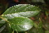  ( - BioBot06787)  @11 [ ] CreativeCommons - Attribution Non-Commercial Share-Alike (2010) Daniel H. Janzen Guanacaste Dry Forest Conservation Fund