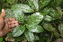  ( - BioBot06787)  @11 [ ] CreativeCommons - Attribution Non-Commercial Share-Alike (2010) Daniel H. Janzen Guanacaste Dry Forest Conservation Fund