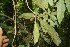  (Meliosma brenesii - BioBot06790)  @11 [ ] CreativeCommons - Attribution Non-Commercial Share-Alike (2010) Daniel H. Janzen Guanacaste Dry Forest Conservation Fund