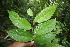  (Casearia tacanensis - BioBot06792)  @11 [ ] CreativeCommons - Attribution Non-Commercial Share-Alike (2010) Daniel H. Janzen Guanacaste Dry Forest Conservation Fund