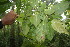 ( - BioBot06793)  @11 [ ] CreativeCommons - Attribution Non-Commercial Share-Alike (2010) Daniel H. Janzen Guanacaste Dry Forest Conservation Fund
