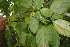  ( - BioBot06793)  @11 [ ] CreativeCommons - Attribution Non-Commercial Share-Alike (2010) Daniel H. Janzen Guanacaste Dry Forest Conservation Fund