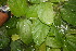  ( - BioBot06793)  @11 [ ] CreativeCommons - Attribution Non-Commercial Share-Alike (2010) Daniel H. Janzen Guanacaste Dry Forest Conservation Fund