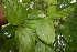  ( - BioBot06793)  @11 [ ] CreativeCommons - Attribution Non-Commercial Share-Alike (2010) Daniel H. Janzen Guanacaste Dry Forest Conservation Fund