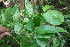  ( - BioBot06796)  @11 [ ] CreativeCommons - Attribution Non-Commercial Share-Alike (2010) Daniel H. Janzen Guanacaste Dry Forest Conservation Fund