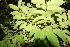  ( - BioBot06804)  @11 [ ] CreativeCommons - Attribution Non-Commercial Share-Alike (2010) Daniel H. Janzen Guanacaste Dry Forest Conservation Fund