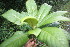  ( - BioBot06805)  @11 [ ] CreativeCommons - Attribution Non-Commercial Share-Alike (2010) Daniel H. Janzen Guanacaste Dry Forest Conservation Fund