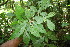  (Acalypha apodanthes - BioBot06809)  @11 [ ] CreativeCommons - Attribution Non-Commercial Share-Alike (2010) Daniel H. Janzen Guanacaste Dry Forest Conservation Fund