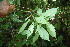  ( - BioBot06809)  @11 [ ] CreativeCommons - Attribution Non-Commercial Share-Alike (2010) Daniel H. Janzen Guanacaste Dry Forest Conservation Fund