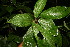  ( - BioBot06812)  @11 [ ] CreativeCommons - Attribution Non-Commercial Share-Alike (2010) Daniel H. Janzen Guanacaste Dry Forest Conservation Fund