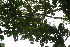  (Zanthoxylum ekmanii - BioBot06816)  @11 [ ] CreativeCommons - Attribution Non-Commercial Share-Alike (2010) Daniel H. Janzen Guanacaste Dry Forest Conservation Fund