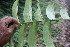  ( - BioBot06816)  @11 [ ] CreativeCommons - Attribution Non-Commercial Share-Alike (2010) Daniel H. Janzen Guanacaste Dry Forest Conservation Fund
