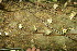  ( - BioBot06816)  @11 [ ] CreativeCommons - Attribution Non-Commercial Share-Alike (2010) Daniel H. Janzen Guanacaste Dry Forest Conservation Fund