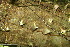  ( - BioBot06816)  @11 [ ] CreativeCommons - Attribution Non-Commercial Share-Alike (2010) Daniel H. Janzen Guanacaste Dry Forest Conservation Fund