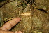  ( - BioBot06816)  @11 [ ] CreativeCommons - Attribution Non-Commercial Share-Alike (2010) Daniel H. Janzen Guanacaste Dry Forest Conservation Fund